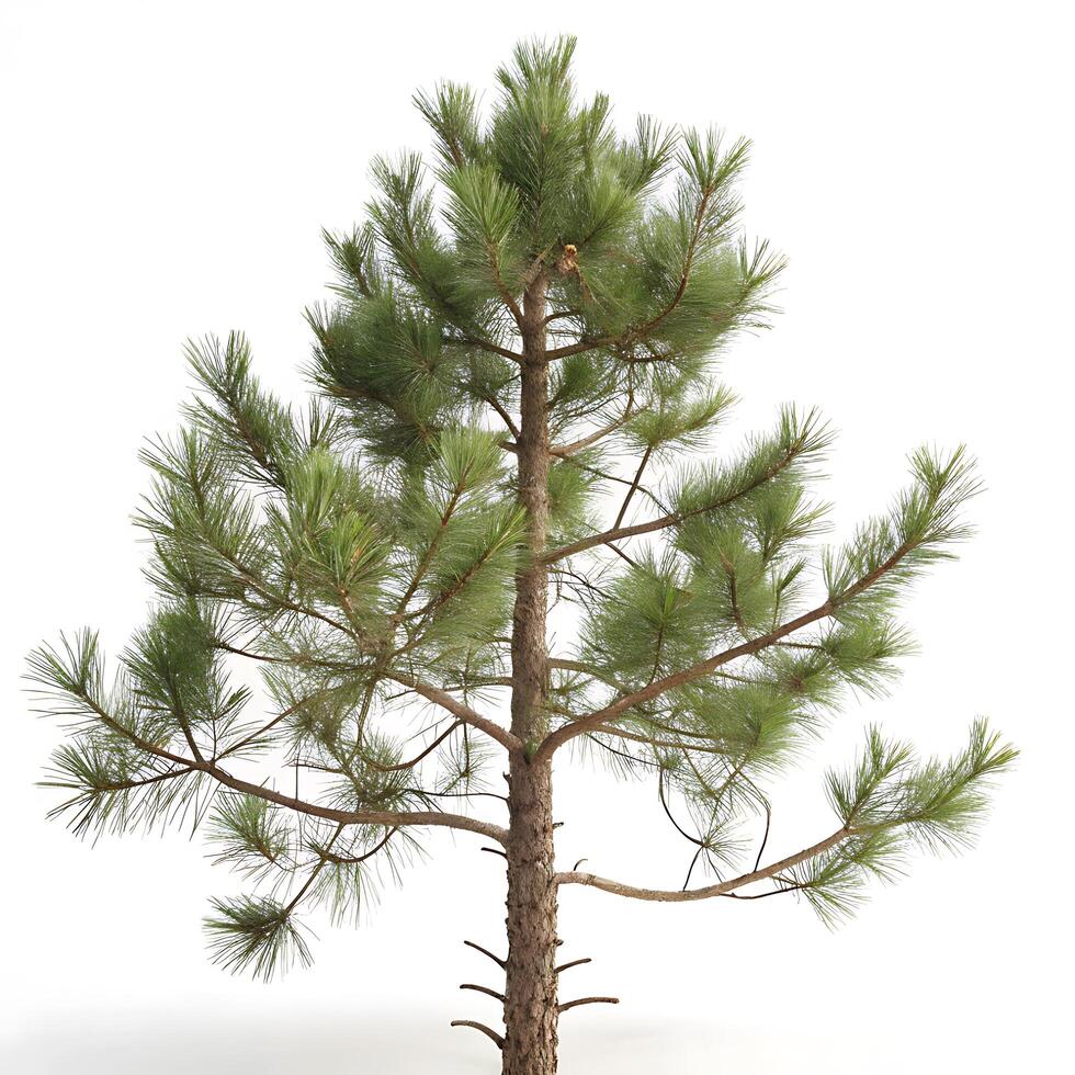 Lodgepole pine tree with its tall, slender trunk and abundant green needles, isolated against a bright white background for a clean, minimalistic look photo