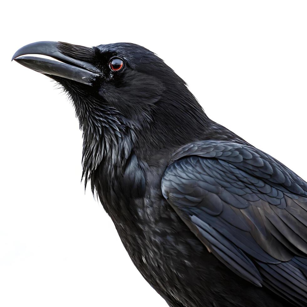 A black crow perched confidently, its sleek feathers and dark eyes captured in high contrast against the simplicity of a white backdrop photo