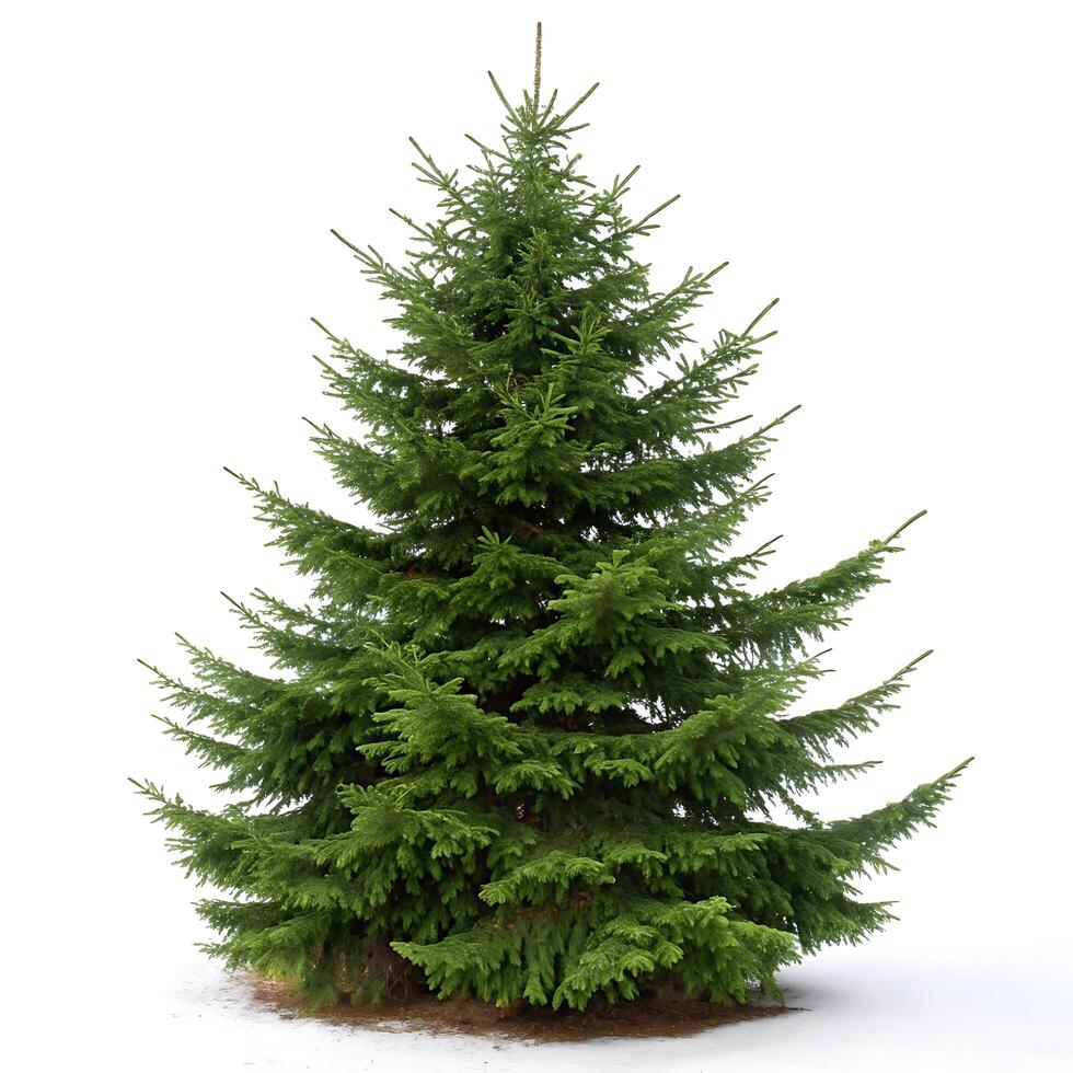 Norway spruce tree with dense, green branches and a symmetrical shape, isolated against a pure white background for a clean and minimalist look photo