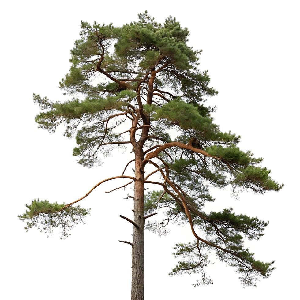 Vertical shot of a Scots pine tree, showcasing its wide reaching branches and pine needles, isolated on a white backdrop for a minimalist effect photo