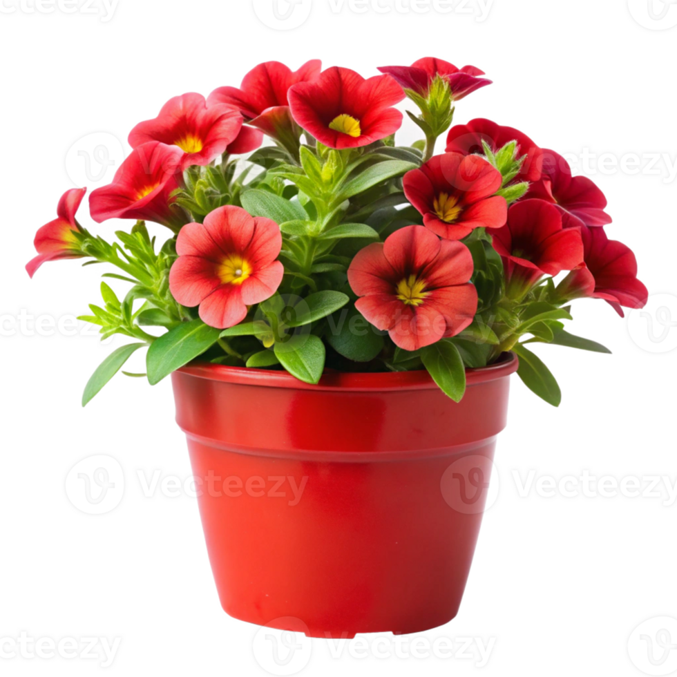 calibrachoa flower plant in the red pot is isolated on transparent background png