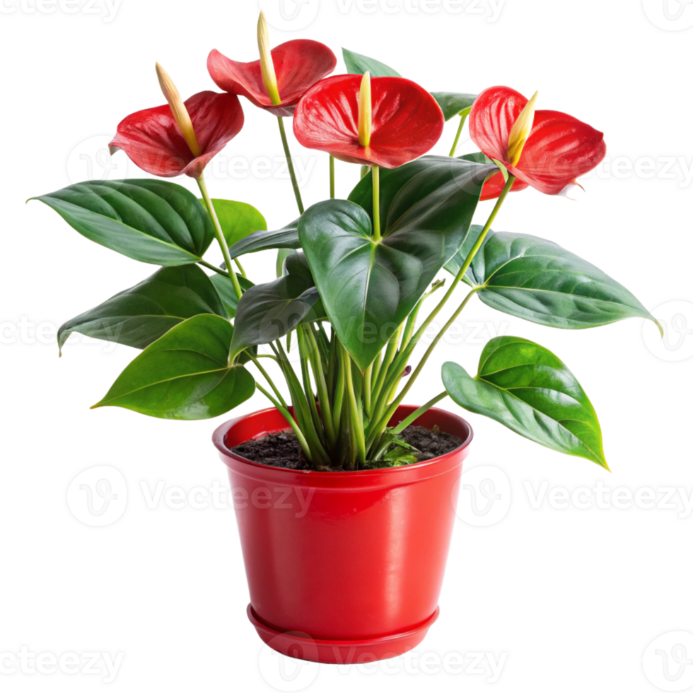 anthurium flower plant in the red pot is isolated on transparent background png