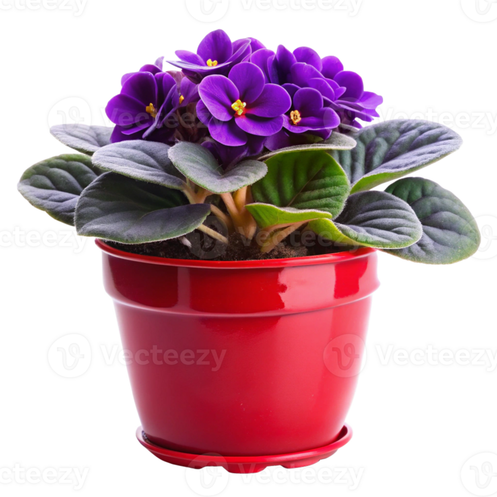 african violets flower plant in the red pot is isolated on transparent background png