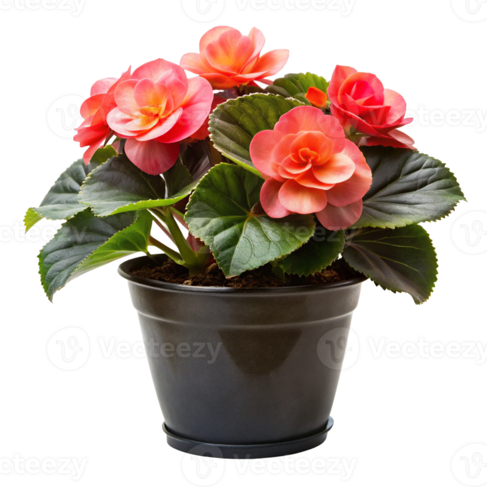 begonia flower plant in the black pot is isolated on transparent background png
