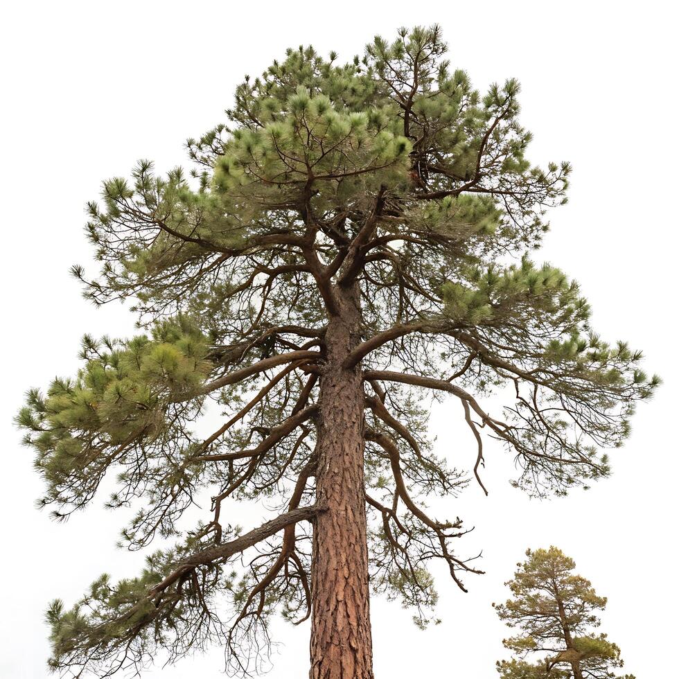 Ponderosa pine tree with rough bark, long branches, and soft green needles, beautifully isolated on a white background, capturing its natural elegance photo