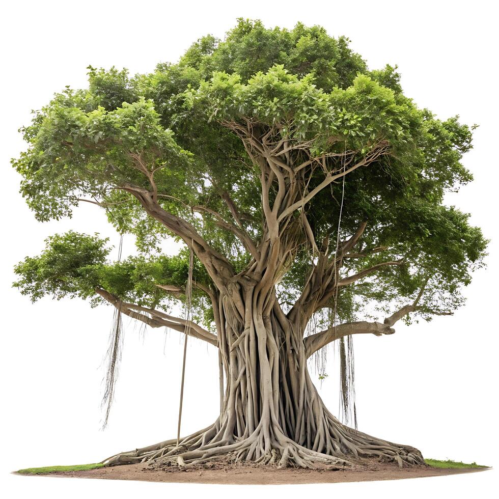 Massive banyan tree with sprawling aerial roots and a dense green canopy, isolated on a white background, showcasing its intricate structure photo