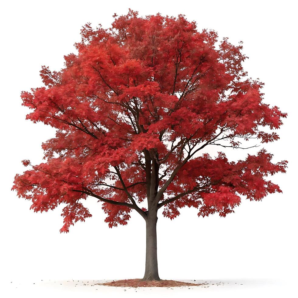 A full red oak tree with fiery red leaves during autumn, standing tall and isolated on a clean white backdrop, perfect for nature and seasonal photography photo