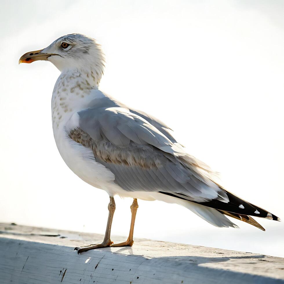 Seagull standing proudly on a white background, showcasing its distinct white feathers and sharp beak with an elegant stance photo