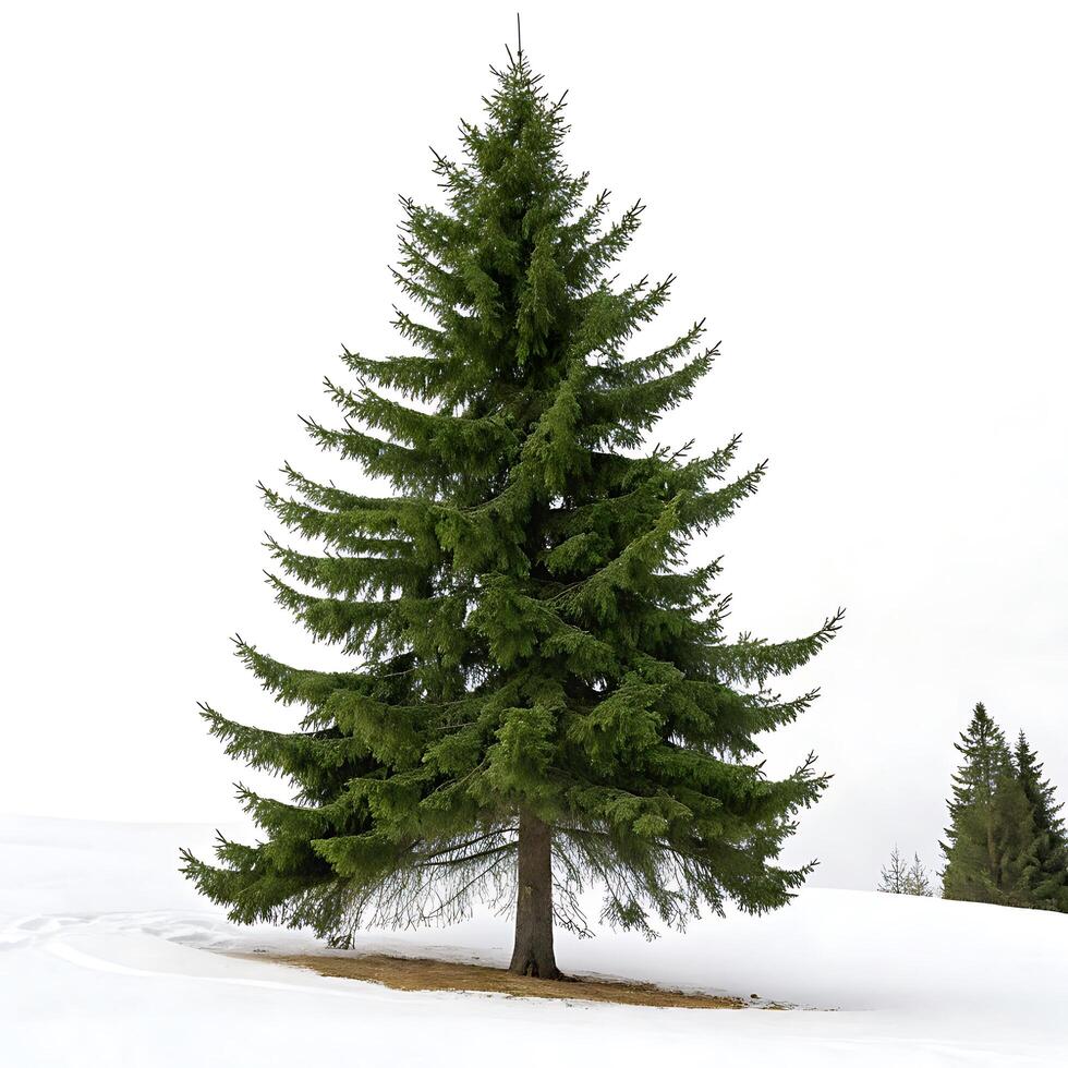 Spruce tree with dense green foliage standing tall against the white background, showcasing the symmetrical branches and natural beauty photo