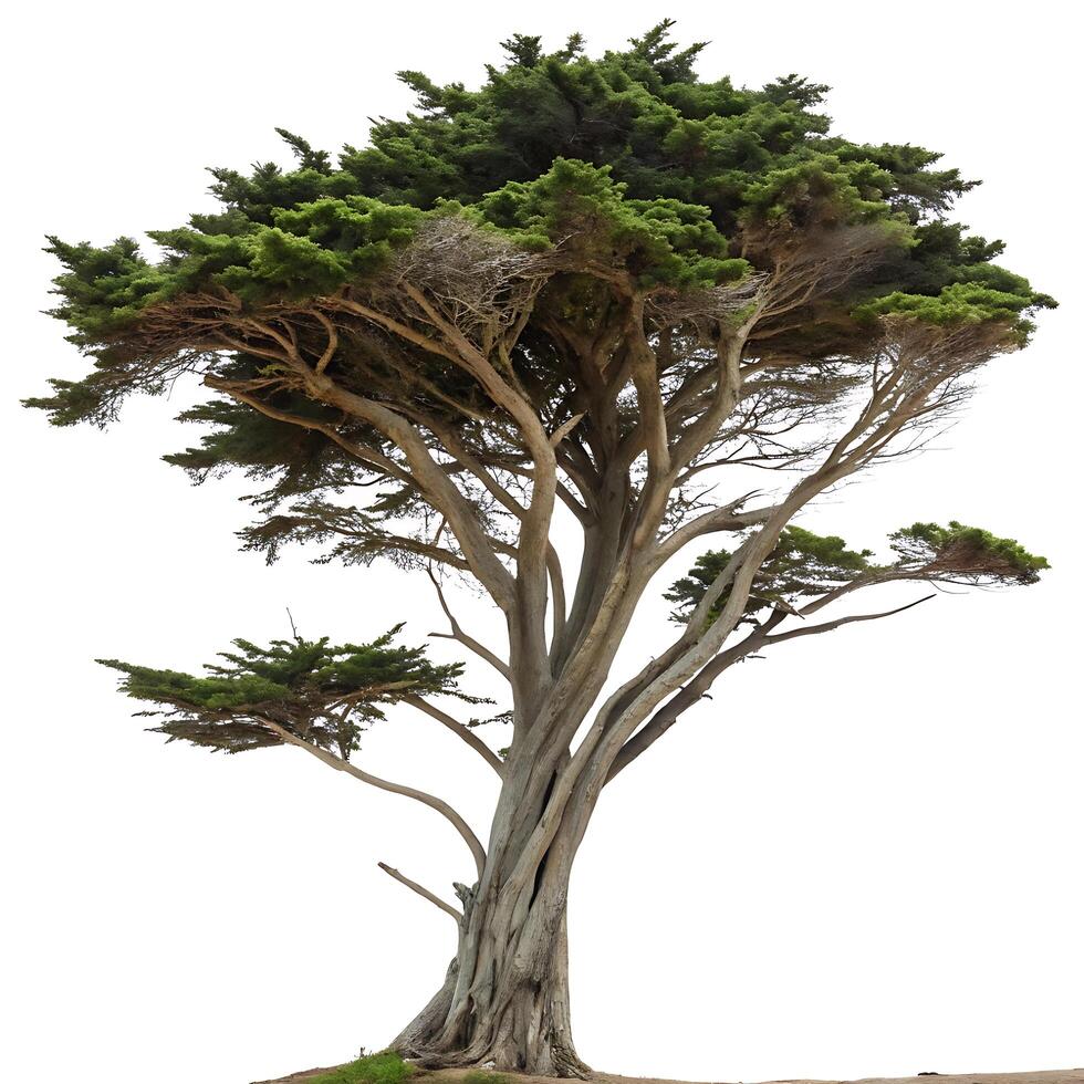 A cypress tree with twisted branches and bright green leaves, standing out against a pristine white background, symbolizing resilience photo