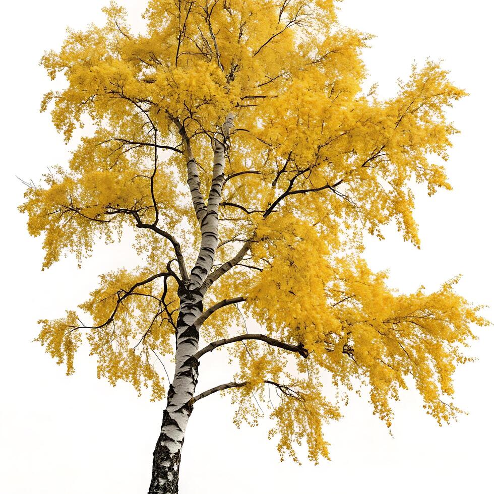A large tree with yellow leaves on it photo