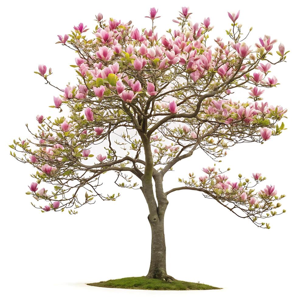 A magnificent tulip tree covered with lush pink flowers and green foliage, perfectly isolated against a simple white background to emphasize its springtime allure photo
