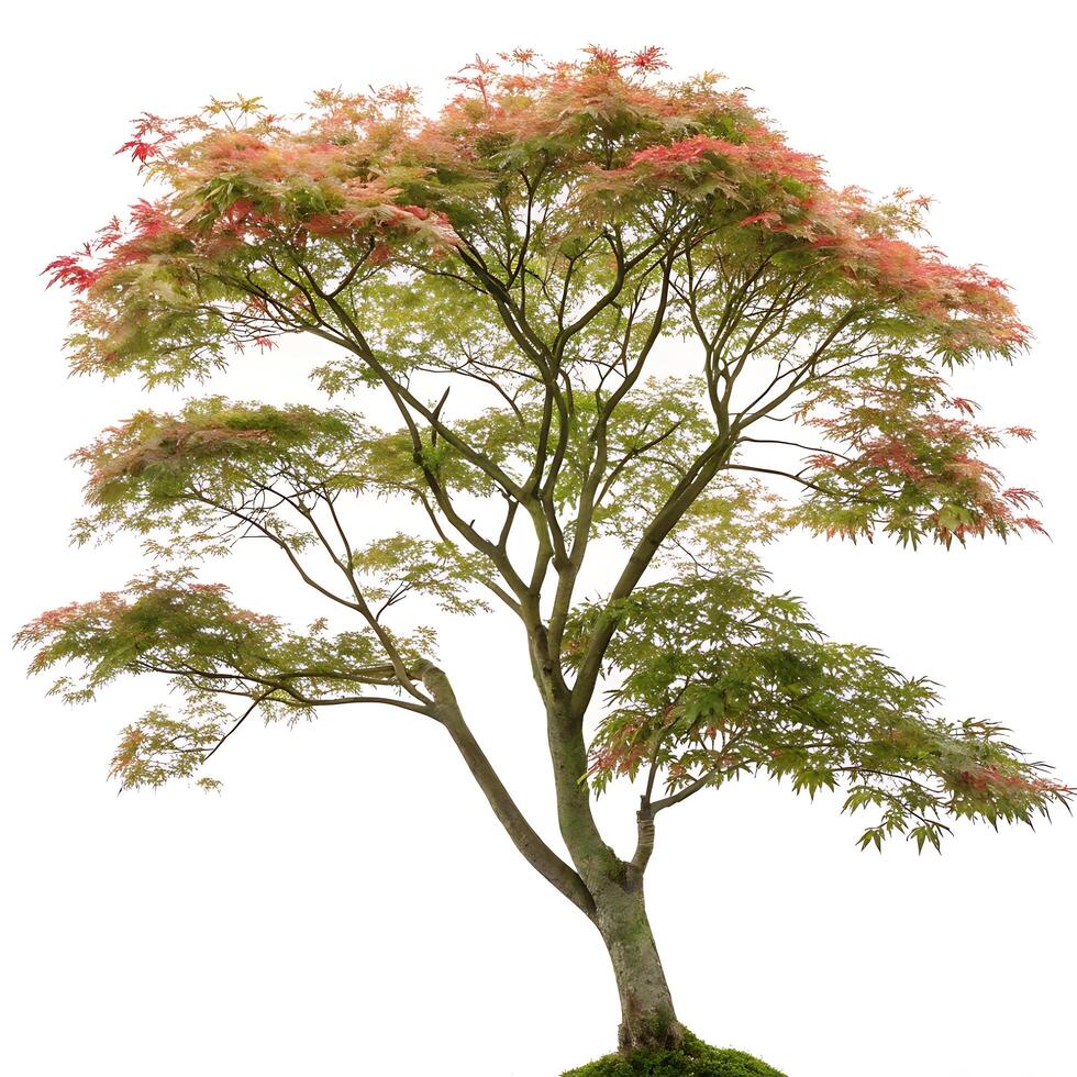 Japanese maple tree with vibrant red and green foliage isolated on white background, showcasing delicate, intricately shaped leaves photo