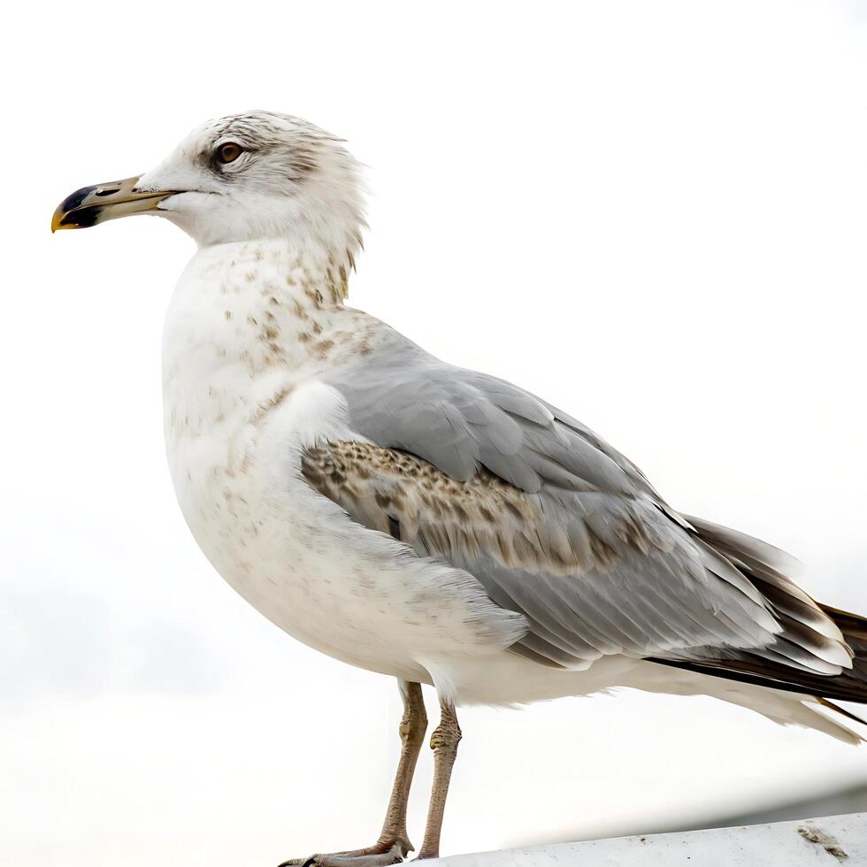 A seagull with a strong beak and white plumage, perched gracefully with a bright white background emphasizing its natural beauty photo