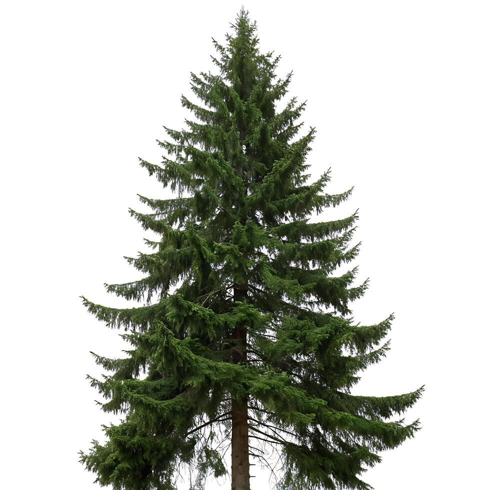 Vibrant Douglas Fir tree with lush green needles and well structured branches, isolated against a white backdrop photo