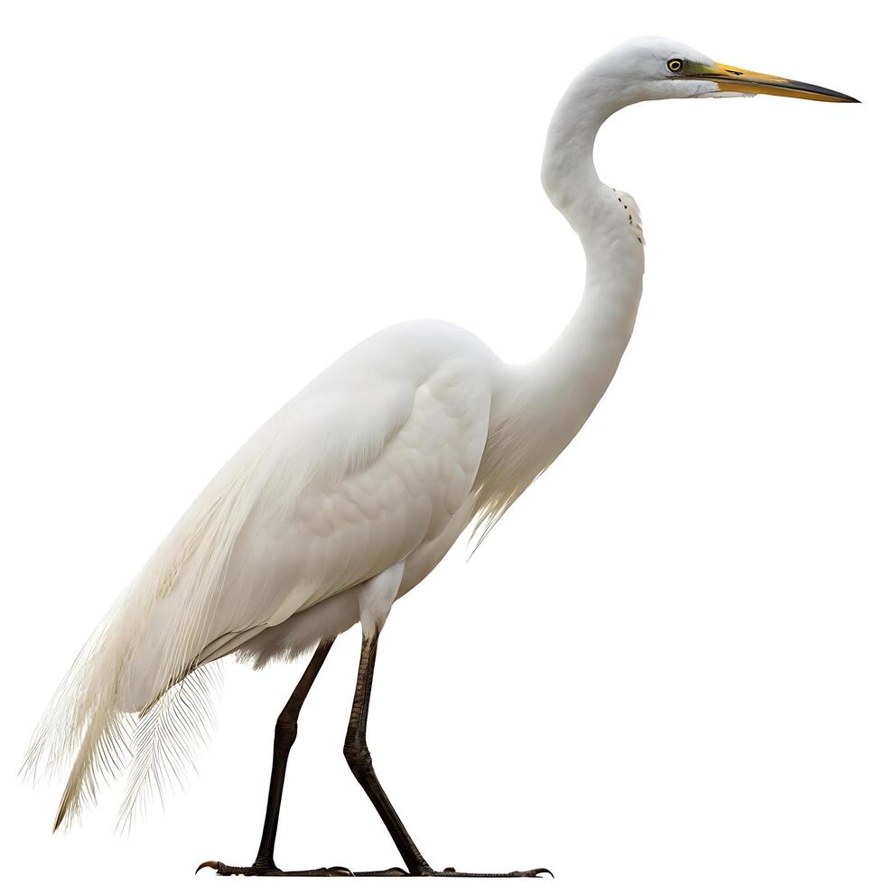 Close up of a graceful white egret with elegant plumage and an intense gaze, isolated on white for nature and wildlife collections photo