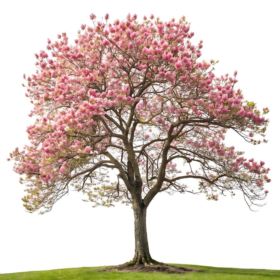 A blooming tulip tree with beautiful pink blossoms and spring green leaves, photographed with a clean white background for a striking visual focus photo