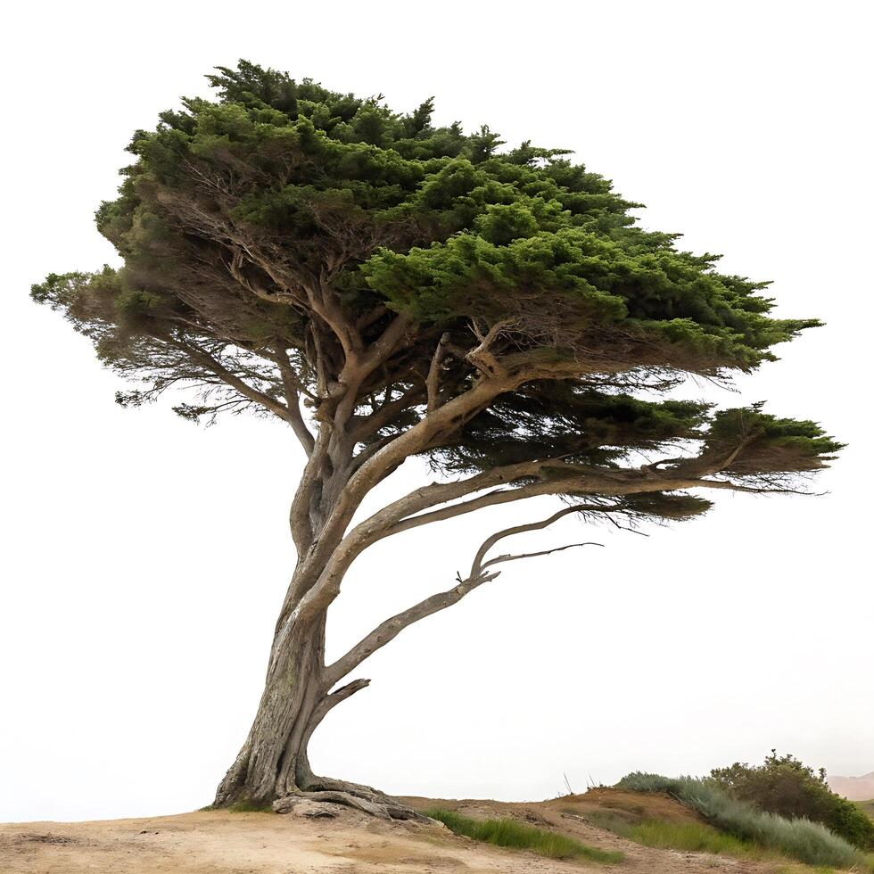 Cypress tree standing alone, its branches twisting upwards, set in a pure white space, evoking simplicity and elegance photo