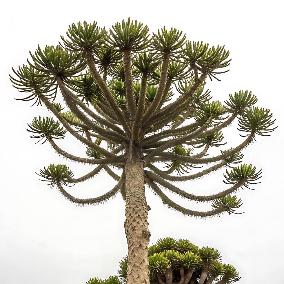 Monkey puzzle tree featuring its sharp, spiny branches and layered green needles, isolated on a white background for an artistic and minimalist look photo