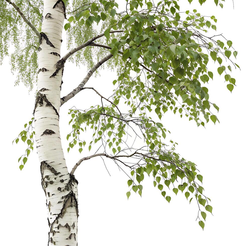 birch trees white trunk and small green leaves, isolated on a clean background, emphasizing its intricate details and delicate foliage photo