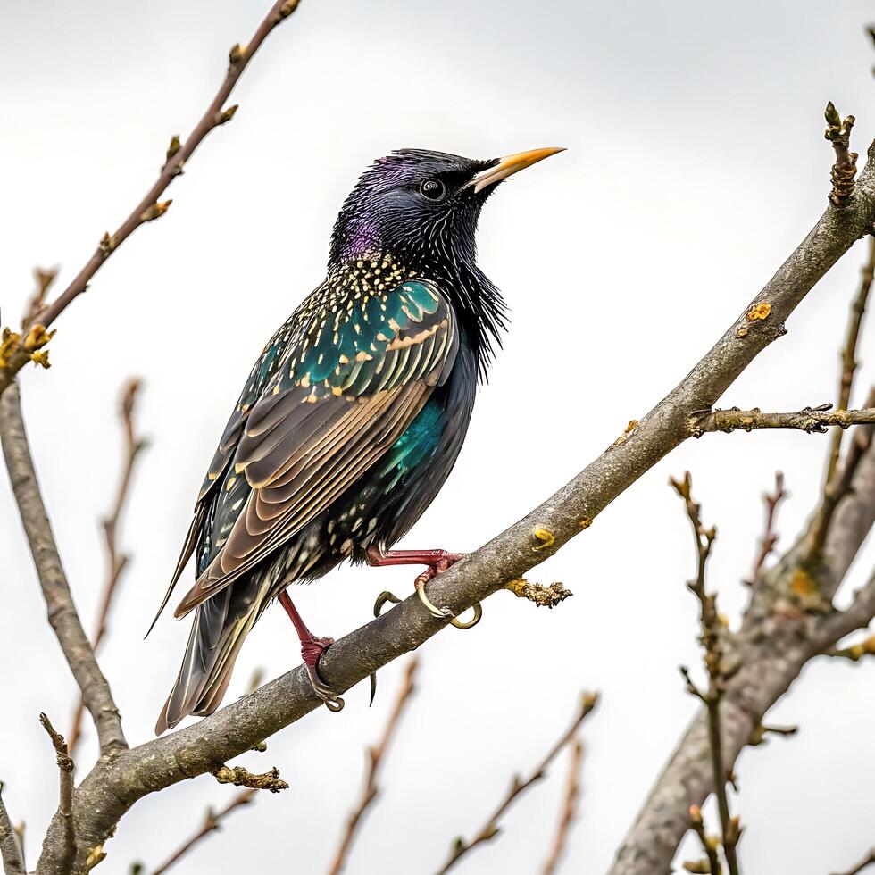 A vibrant starling bird displaying its shimmering green and purple feathers, captured in sharp focus against a clean white background photo