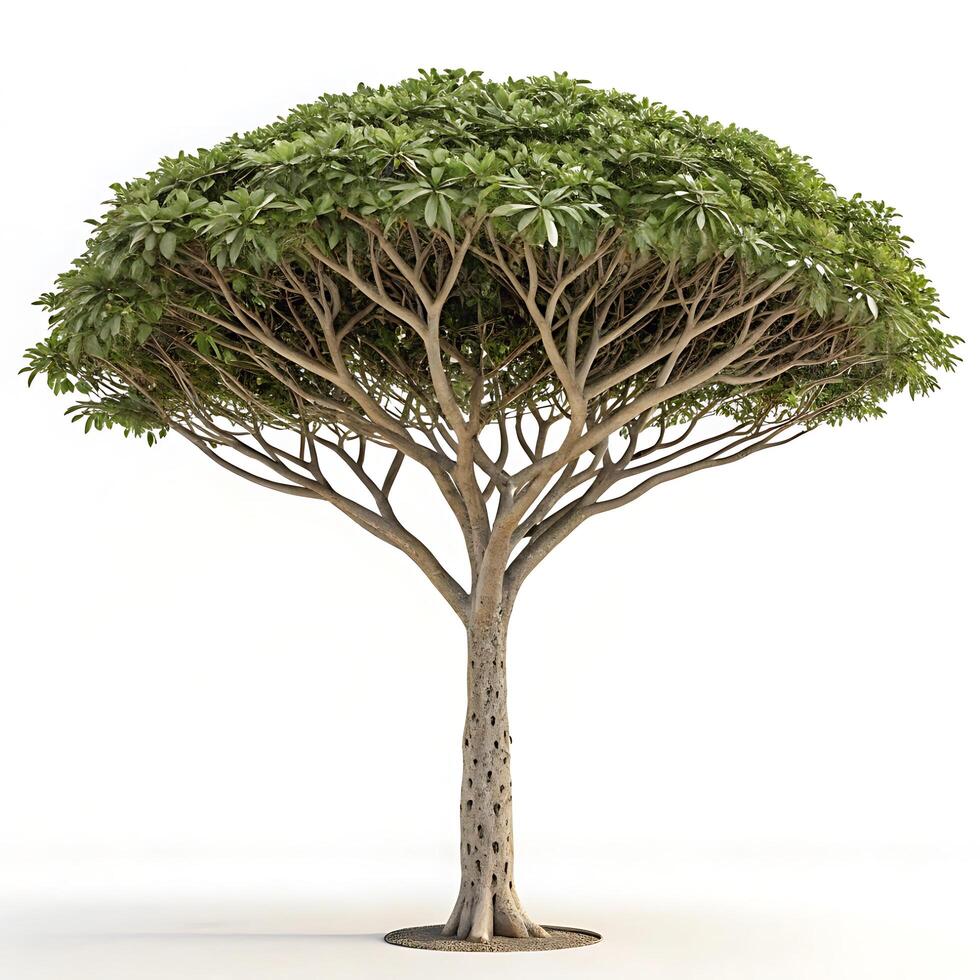 An umbrella tree with a distinctive rounded canopy and slender branches, standing tall against a crisp white background, emphasizing its unique shape and form photo