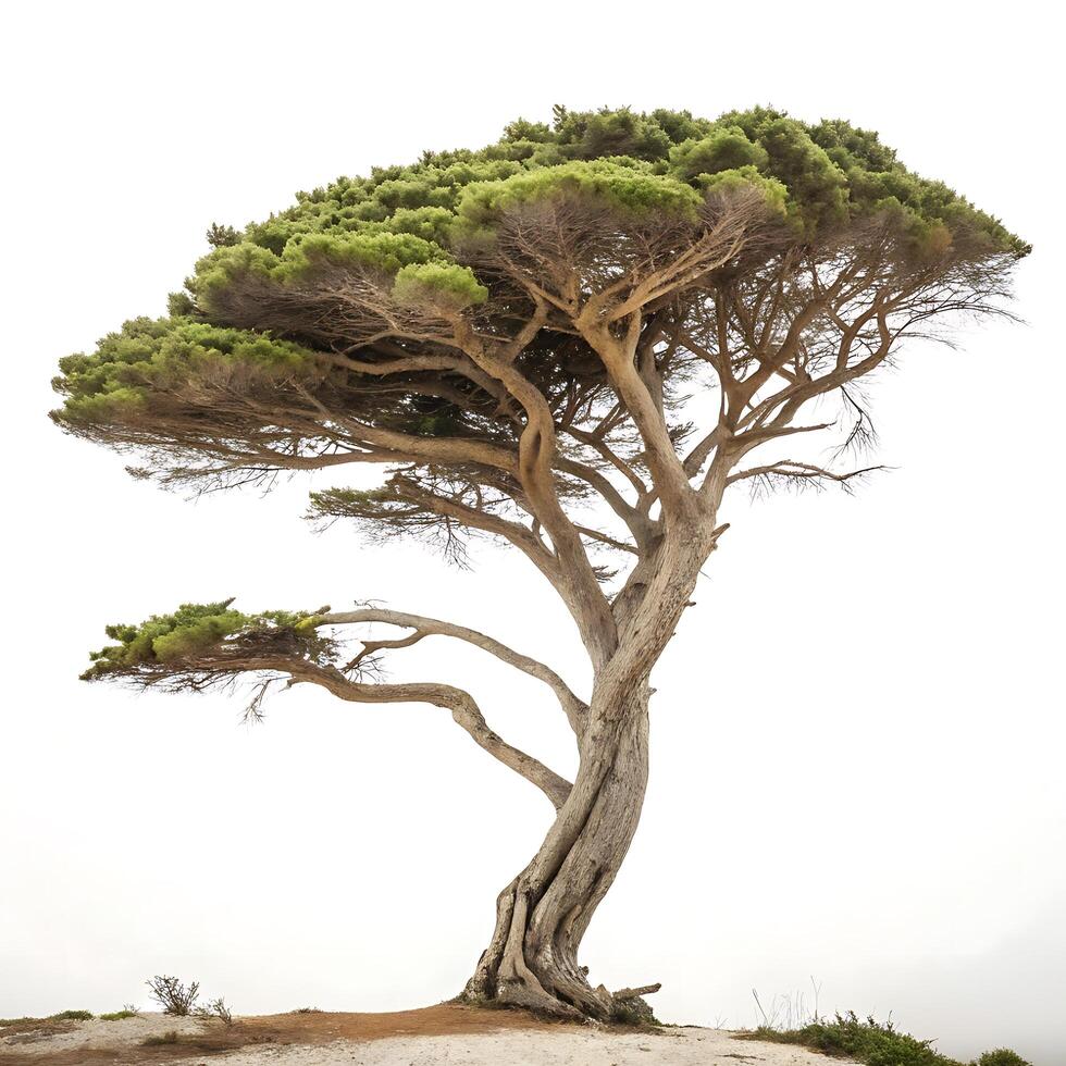 Solitary cypress tree with spreading branches and vibrant green foliage, isolated on a minimalistic white background photo