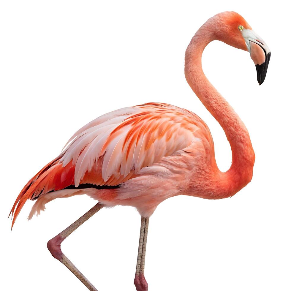 flamingo walking gracefully with a long, curved neck and striking pink feathers against a white backdrop photo