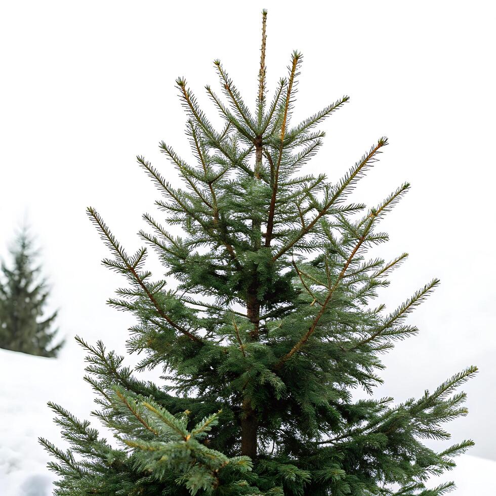 The elegant silhouette of a spruce tree standing in the snow with its branches perfectly arranged against a clear white backdrop photo