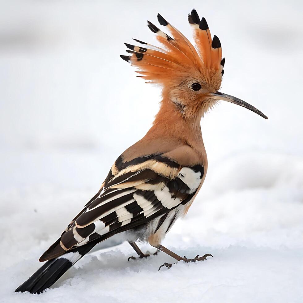 Stunning hoopoe bird with a vibrant orange crest standing gracefully on snow covered ground, showcasing its unique plumage and long beak against a white background photo