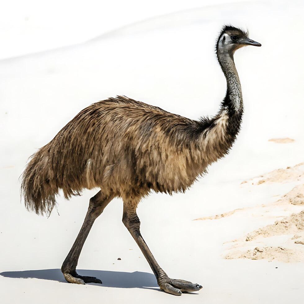 Emu bird walking confidently across a bright, minimalist white background showcasing its tall, slender body and unique feather pattern photo