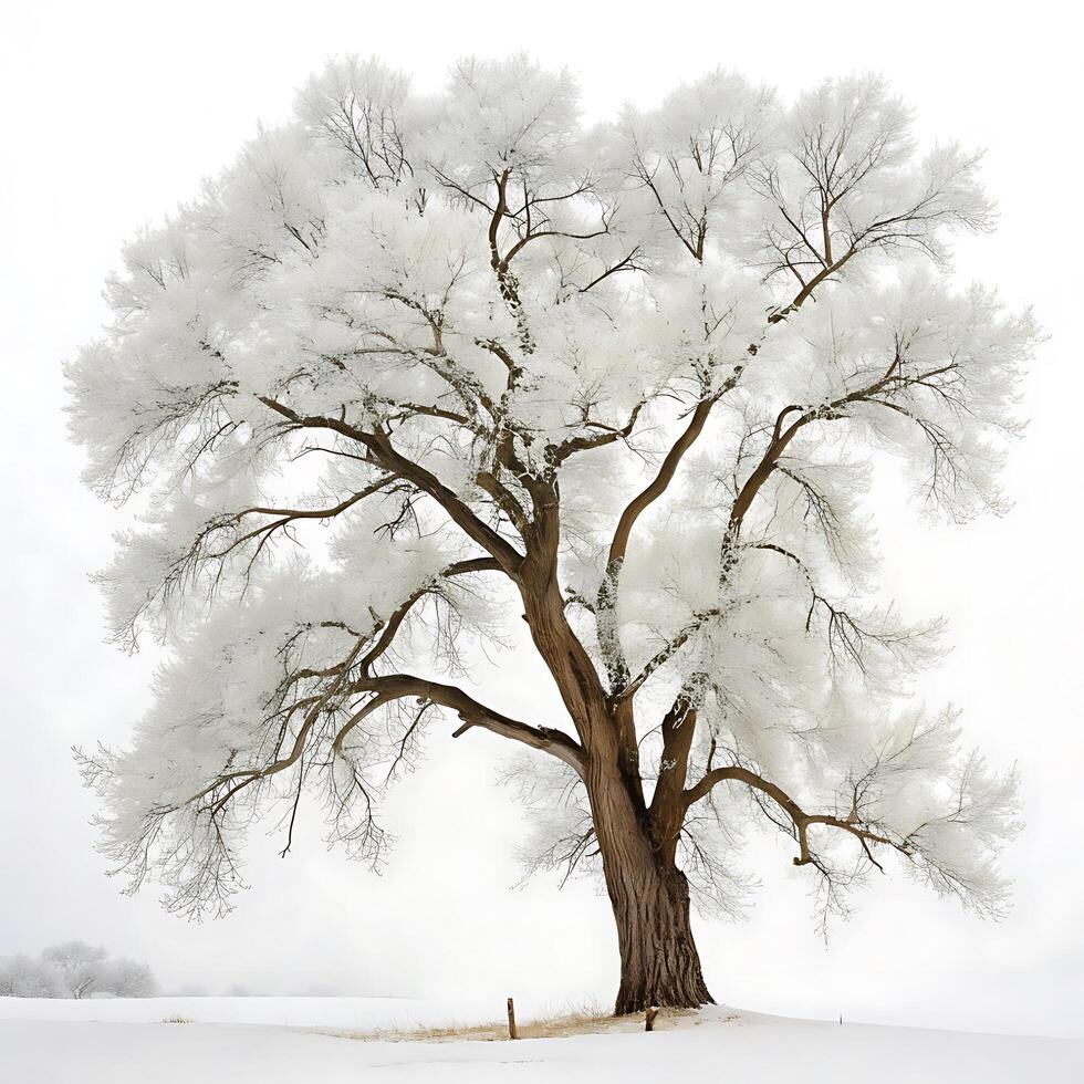 Frozen winter landscape with cottonwood tree covered in snow, icy atmosphere, and barren branches in the cold weather photo