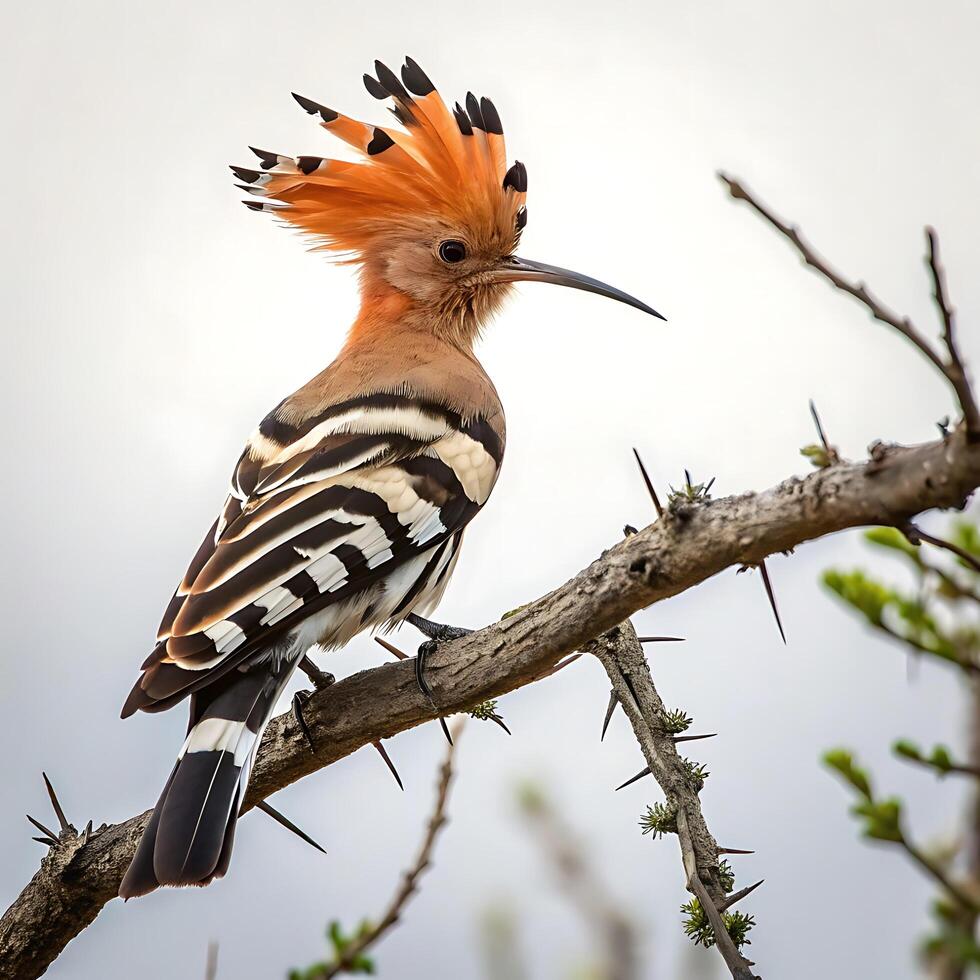 Beautiful hoopoe perched on a thorny branch, displaying its striking orange and black crown and intricate wing patterns, captured in a peaceful nature scene photo