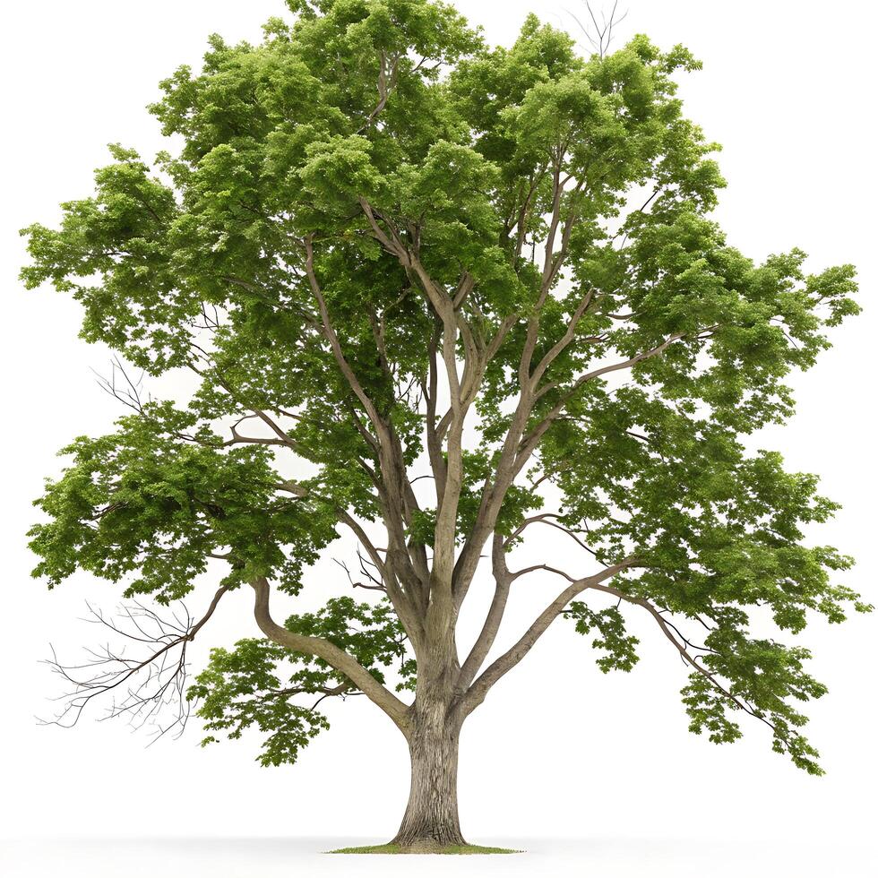 A symmetrical and well defined sycamore tree with rich green leaves and a strong, tall trunk, set against a stark white background for contrast photo