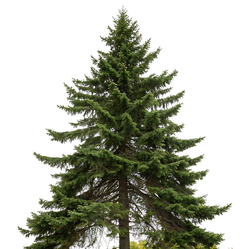 A vibrant pine tree captured against a white backdrop, emphasizing its symmetrical shape and fresh green foliage photo