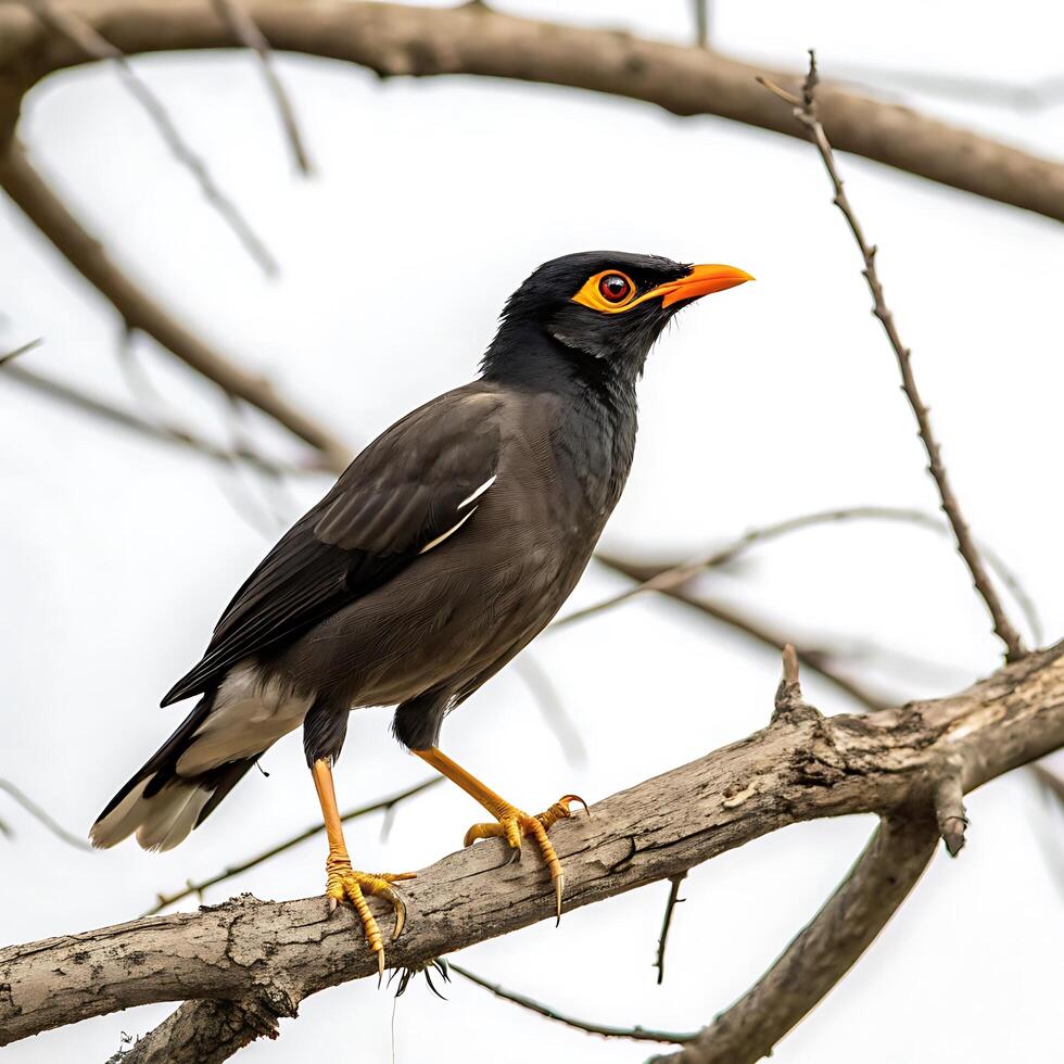 mynah bird with striking yellow and black plumage, perched on a tree branch with its elegant posture and sharp beak photo