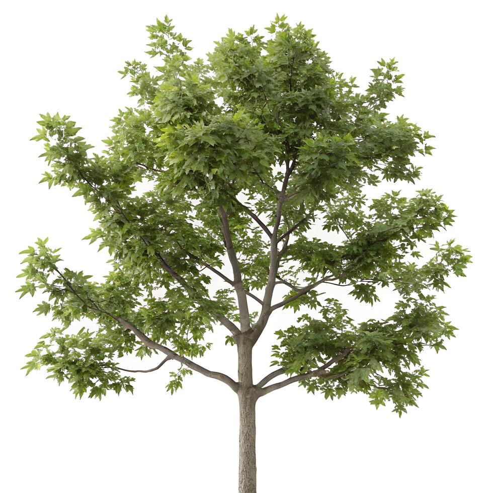 A solitary sweetgum tree with abundant fresh green foliage and a strong trunk, offering a peaceful, natural aesthetic against the simplicity of a white background photo
