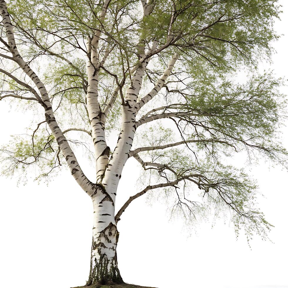 Paper birch tree with white bark and delicate green leaves, captured against a white background, emphasizing the natural elegance and simplicity photo