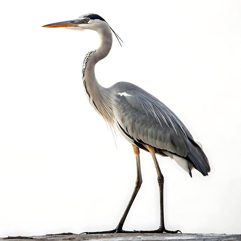 Elegant heron standing in profile, showcasing its graceful long neck and sleek feathers against a minimalist white background, symbolizing beauty and nature photo