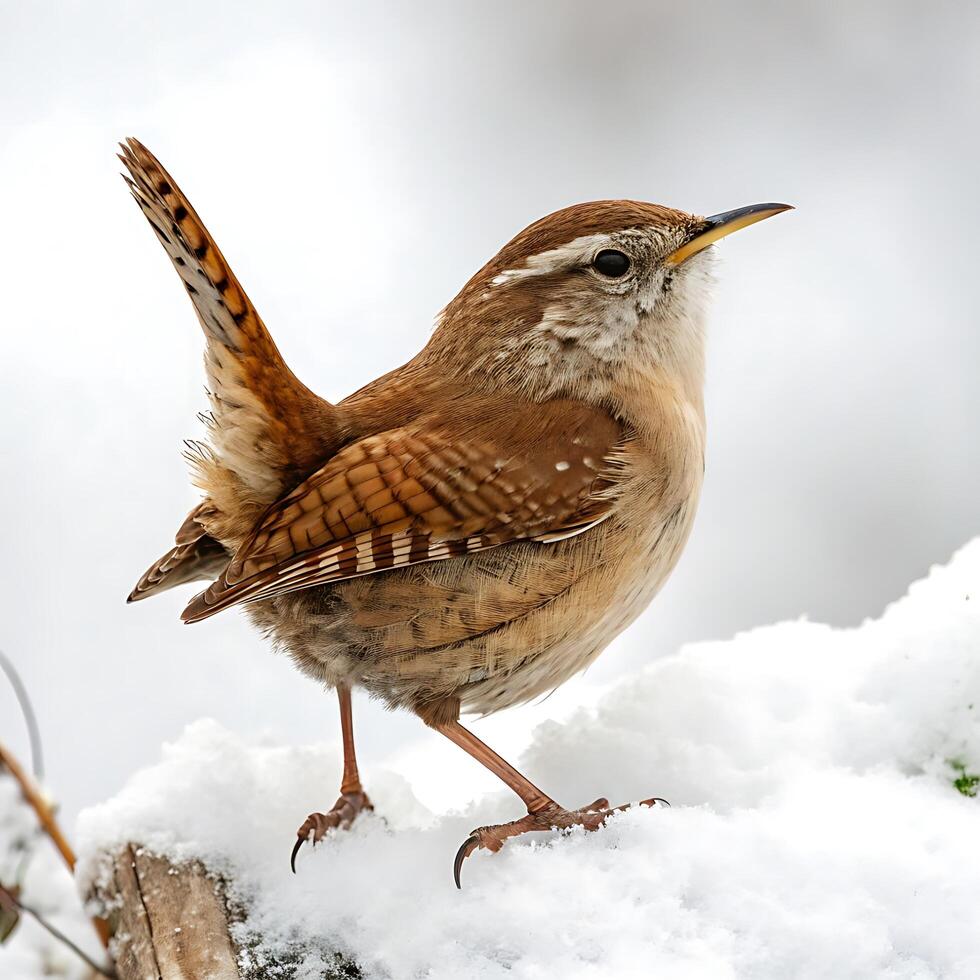 Charming portrait of a wren bird perched gracefully with its tail lifted, highlighting its intricate feather pattern in a snowy environment photo