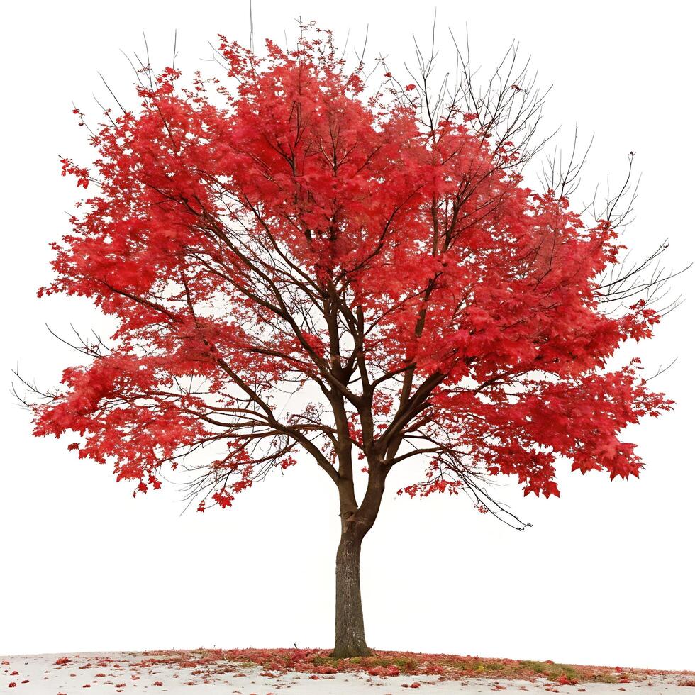 A red maple tree with fiery red leaves standing alone on a white background, ideal for autumn, fall season, and nature related themes photo