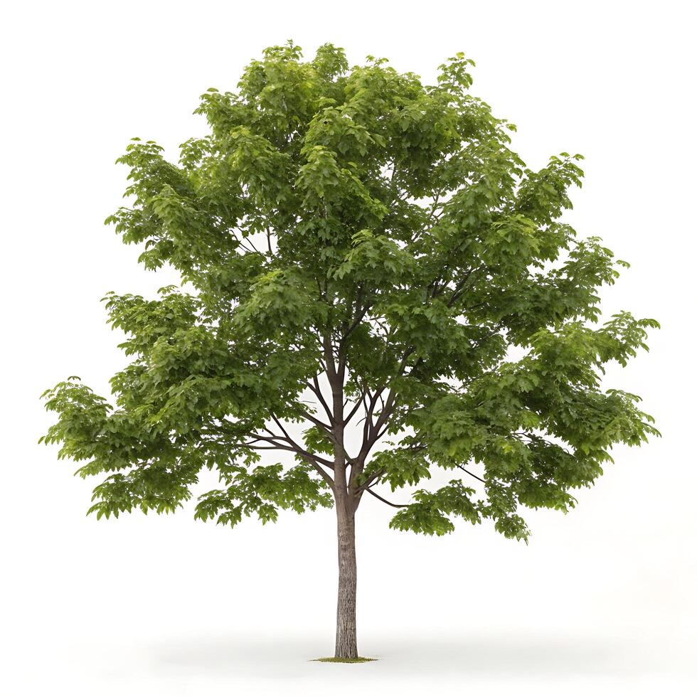 Fresh green hickory tree with a full canopy, showcasing dense leaves and a strong trunk, isolated on a white background for a clean, natural look photo