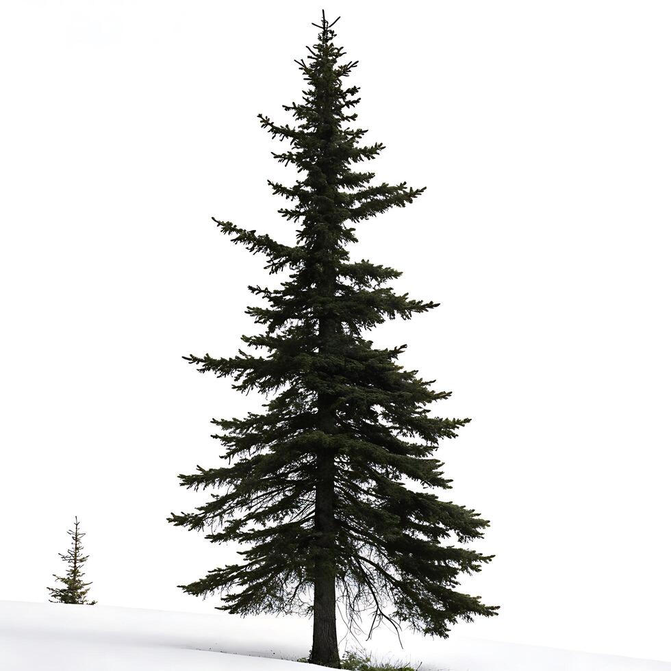 Winter black spruce tree with snow covered base isolated on white, highlighting the resilience of conifers in cold climates for seasonal imagery photo