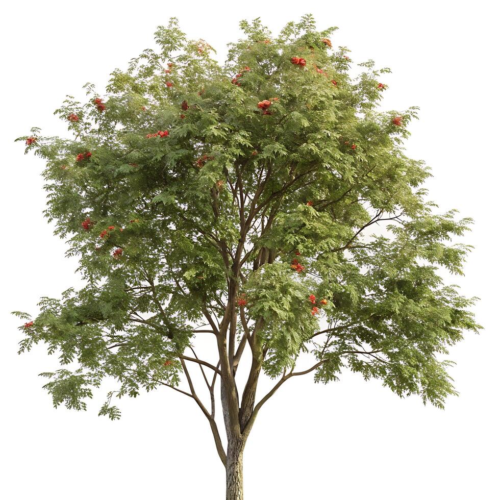 Mountain ash tree with vibrant green leaves and clusters of red berries, standing tall against a clean white background for a fresh, natural look photo