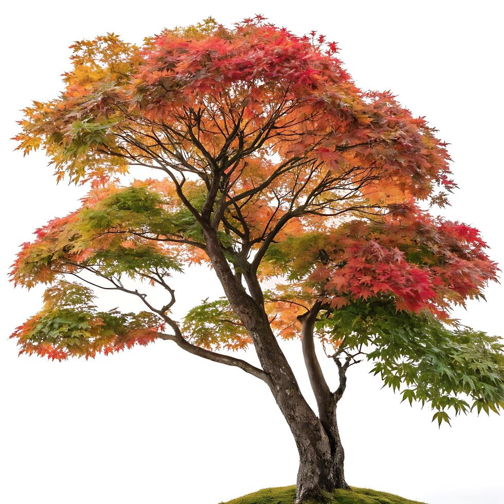 Stunning Japanese maple with a mix of red and green leaves in autumn, isolated against a bright white background highlighting its beauty photo