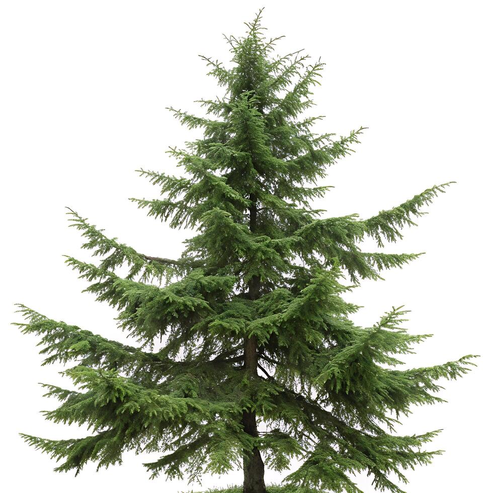 Majestic eastern hemlock with soft green needles and strong branches, isolated in a minimalistic white space, showcasing natural beauty photo