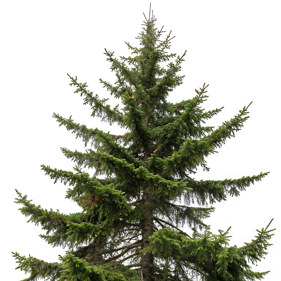 Sitka spruce tree with a clear white background, showcasing the sharp green needles and well defined branches for outdoor and forest imagery photo
