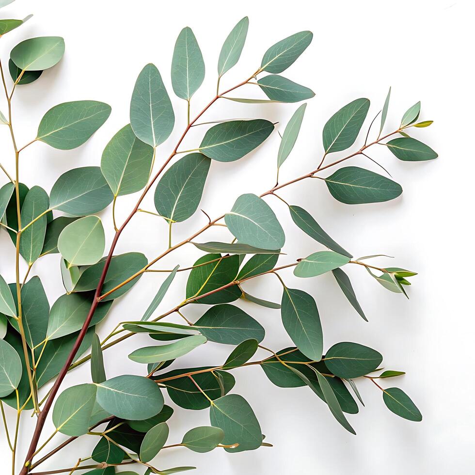 Eucalyptus tree with slender branches and smooth, aromatic leaves standing alone against a pure white background, symbolizing freshness photo