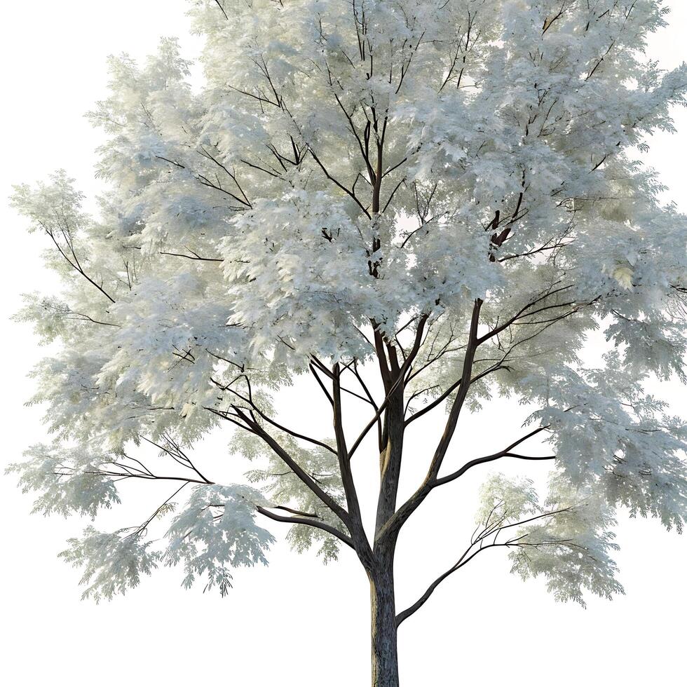 Beautiful winter scene with a silver maple tree covered with white snow and bare branches on a bright white background, symbolizing winter photo