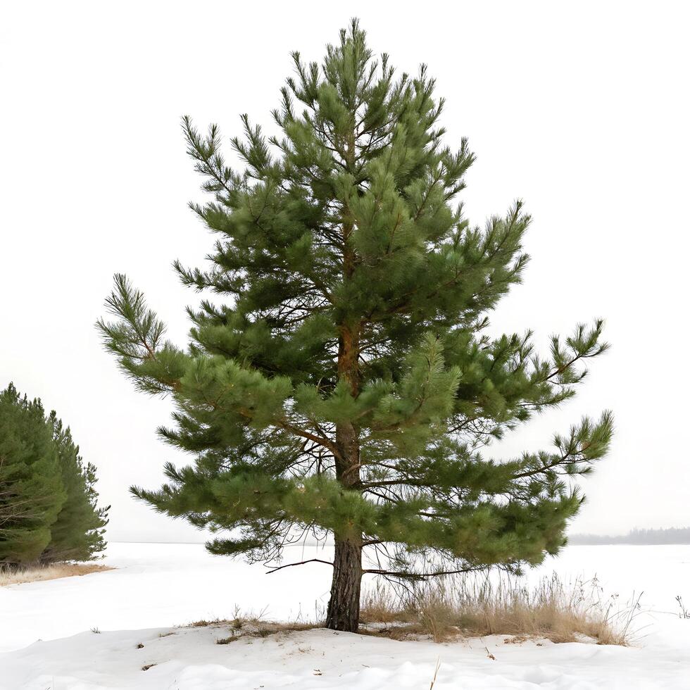 A full frame image of a pine tree with detailed needles and branches, isolated on a white background to highlight its natural beauty photo